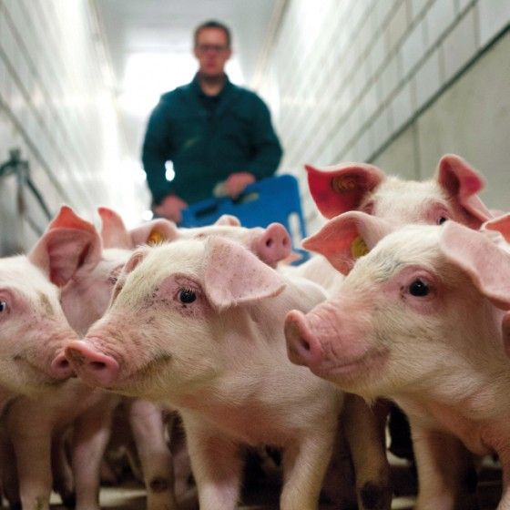Vakgebied varkenshouderij - werken bij het varkensbedrijf | Abeos Agri Diensten